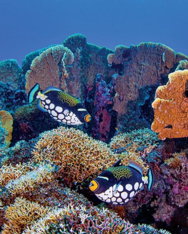 Pristine Paradise Dive Resort - Togean Islands, Una Una Pulau Unauna المظهر الخارجي الصورة